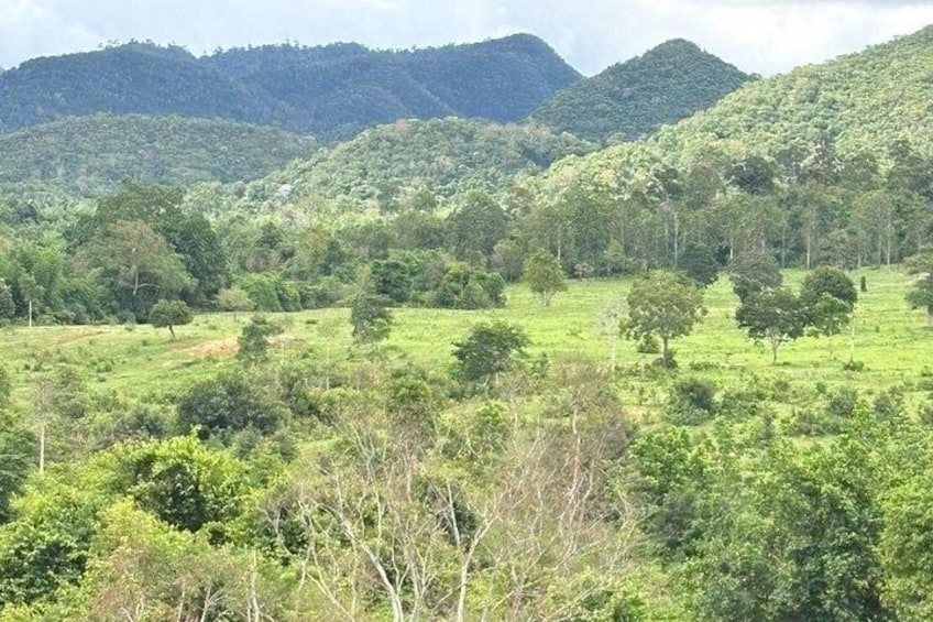Un paisaje exuberante y verde con colinas onduladas y árboles dispersos. 4