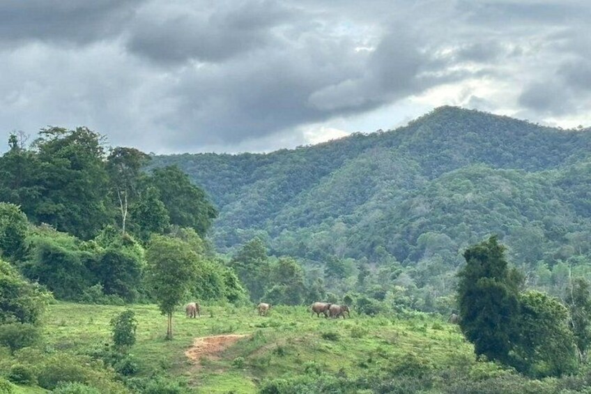 Un paisaje exuberante y verde con una colina al fondo y algunos animales pastando. 5