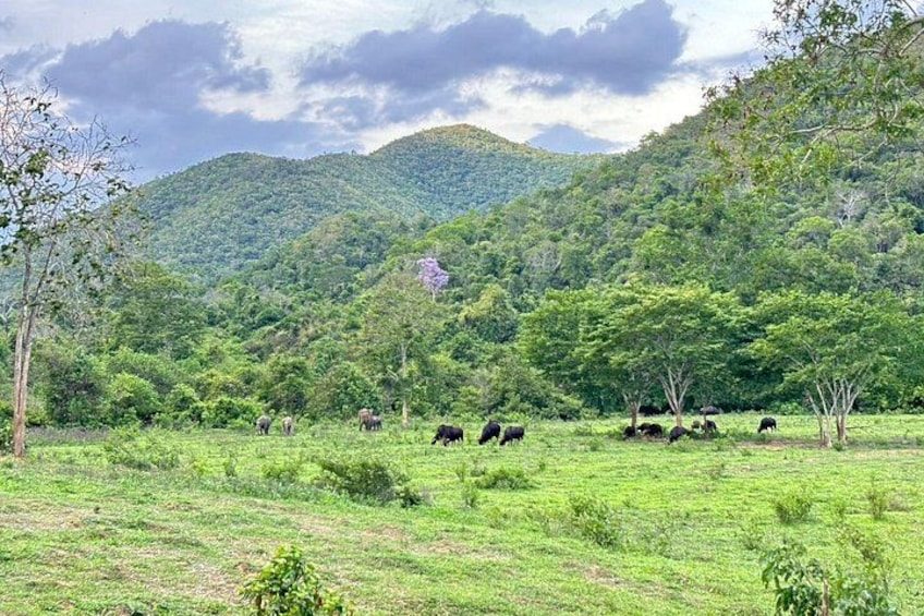 Un campo cubierto de hierba con ganado pastando, rodeado de colinas y árboles verdes y frondosos. 2