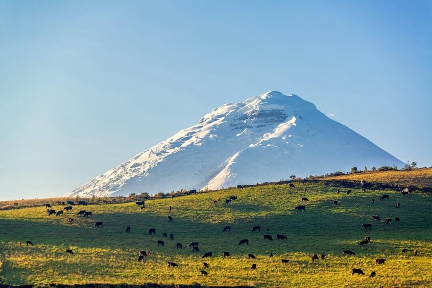 Full-Day Cotopaxi National Park: Volcano and Limpiopungo Lagoon 4