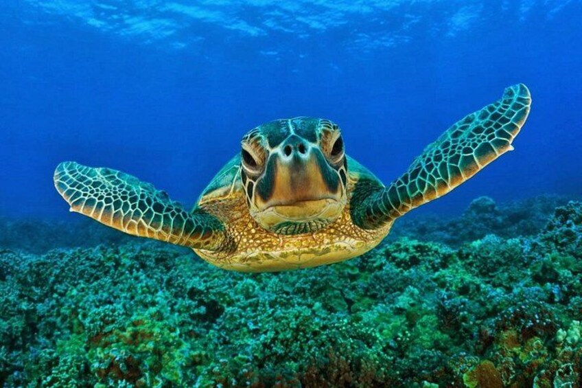 Nothing with Turtles, explore Cenotes and eat good ceviche 1
