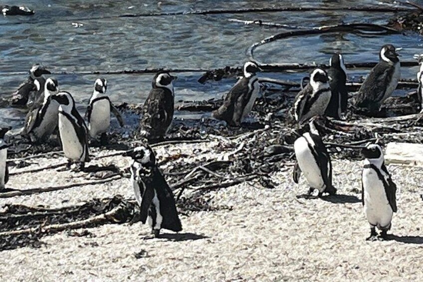 Cape Agulhas,Stoni Point Penguin Colony Day Tour from Cape Town 2