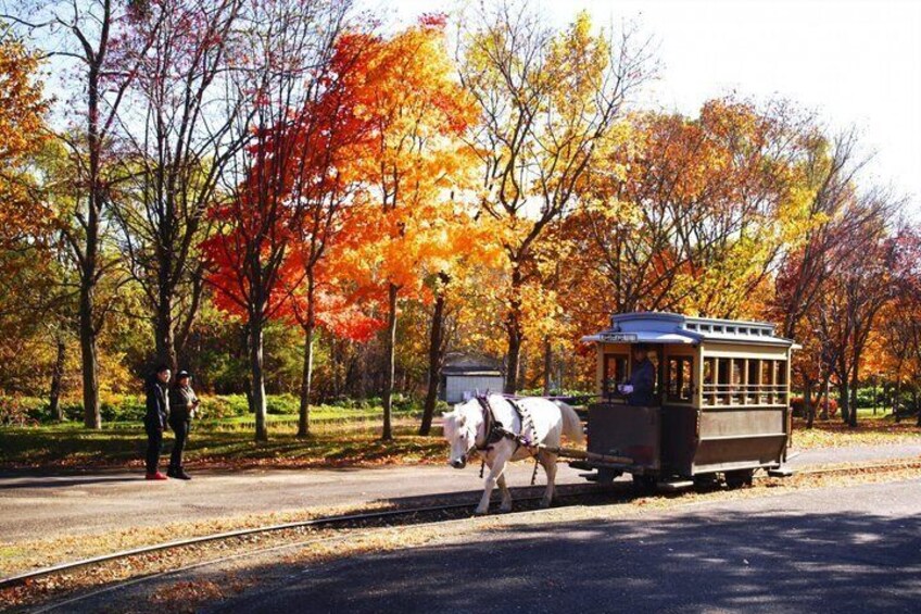 A horse-drawn carriage on a track surrounded by autumn trees. 3