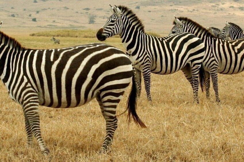 Zebras in a grassy field with a hilly landscape in the background. 2