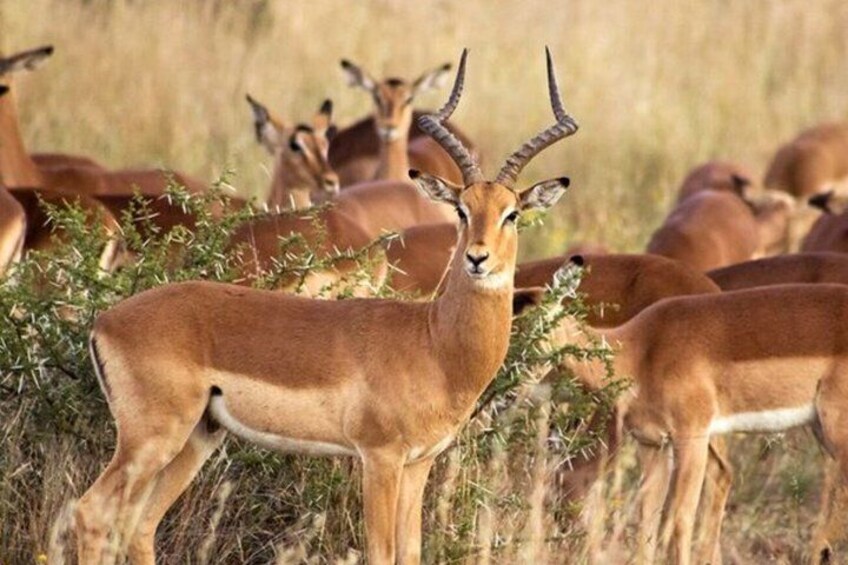 A group of antelopes in a grassy field. 3