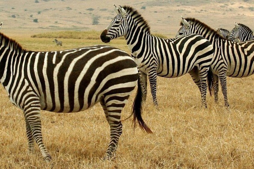 Zebras in a grassy field with a hilly landscape in the background. 2