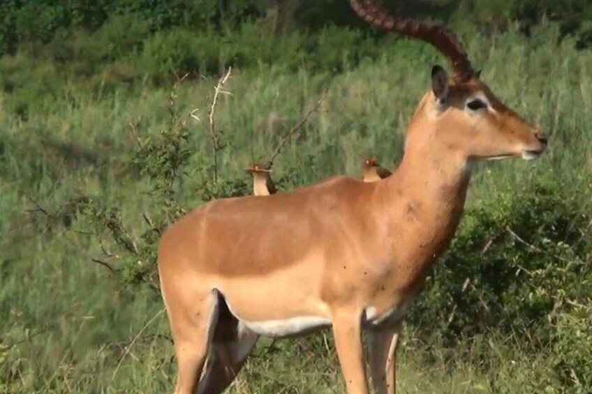 A deer with a curved horn standing in a grassy field. 5