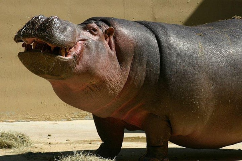 A hippopotamus with its mouth open, standing on a concrete surface. 5