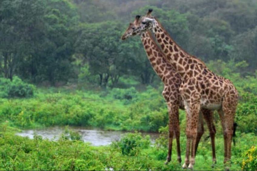 A giraffe standing in a lush green landscape with dense foliage and a water body in the background. 4