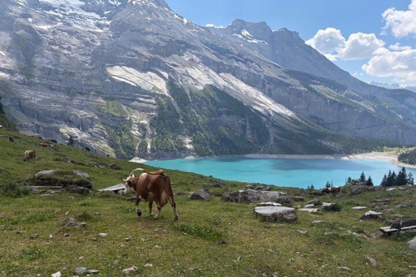 Kandersteg: Oeschinensee Panorama Hike with a Swiss Athlete 5