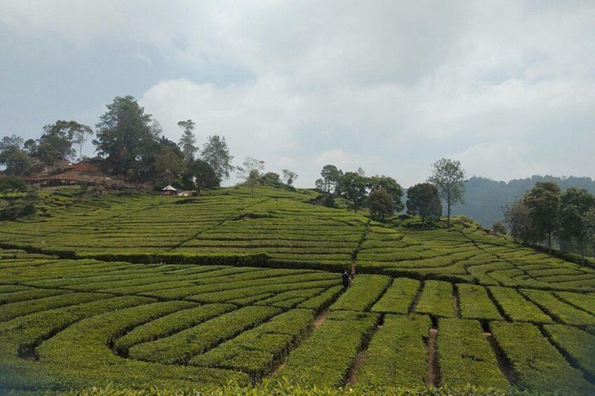 Bandung Tour: White Crater or Active Mountain and Tea Plantation 3