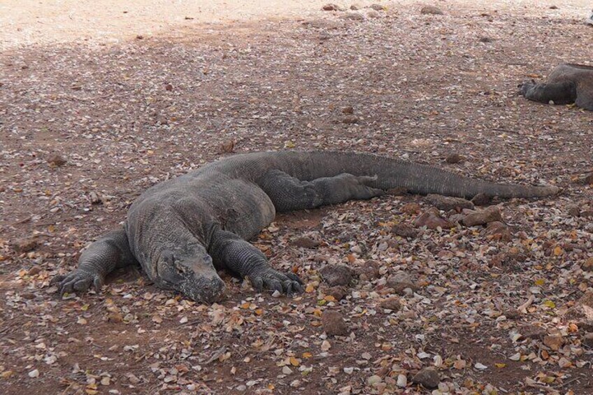 Ein großer Meeresleguan liegt auf einem felsigen Strand. 2