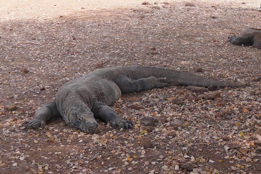 Ein großes Meeresreptil, möglicherweise eine Meeresschildkröte, liegt auf einem felsigen Strand. 2
