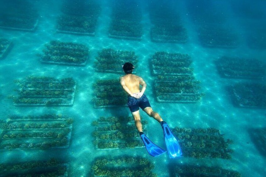 Coral Planting & Snorkeling: Hands-On Reef Nursery in La Paz 3