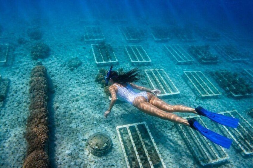 Coral Planting & Snorkeling: Hands-On Reef Nursery in La Paz 1