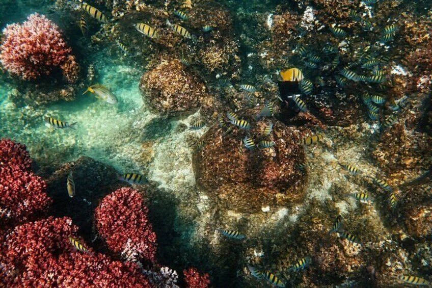 Coral Planting & Snorkeling: Hands-On Reef Nursery in La Paz 4