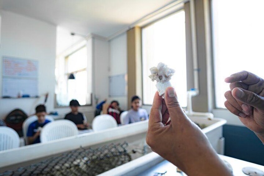 Coral Planting & Snorkeling: Hands-On Reef Nursery in La Paz 2