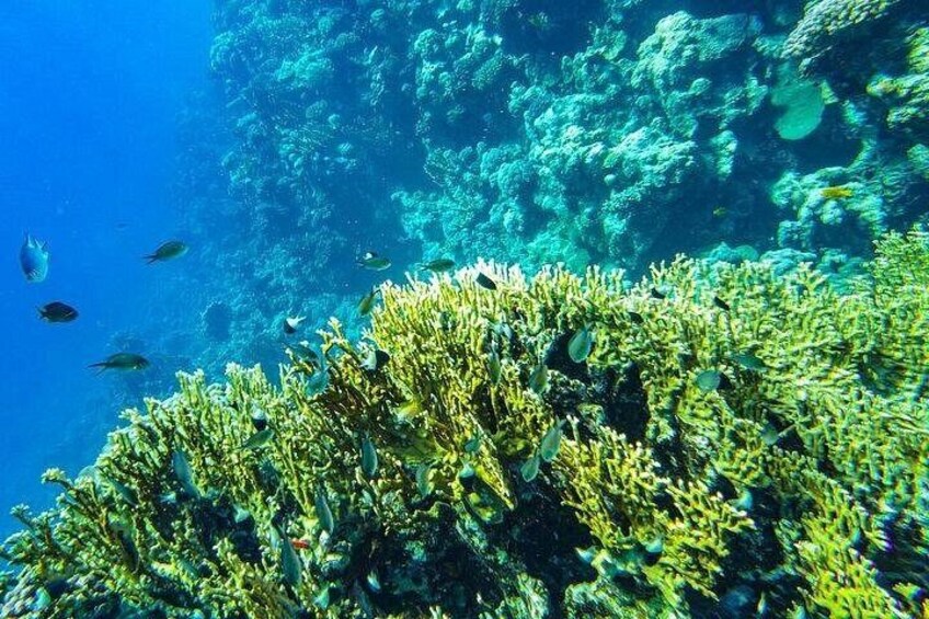 Coral Planting & Snorkeling: Hands-On Reef Nursery in La Paz 4