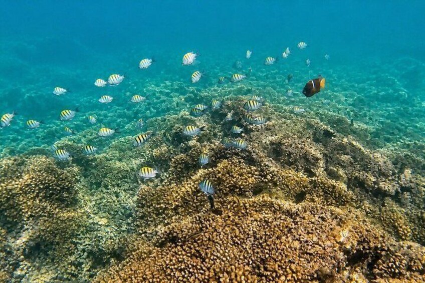 Coral Planting & Snorkeling: Hands-On Reef Nursery in La Paz 5