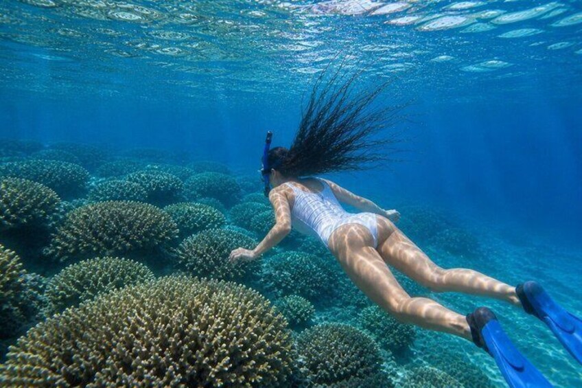 Coral Planting & Snorkeling: Hands-On Reef Nursery in La Paz 1