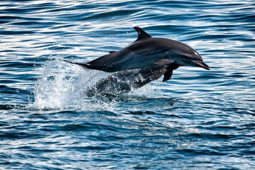 A dolphin jumping out of the water. 5