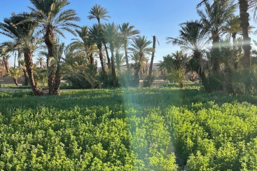 2 Days 1 Night Desert Tour to Erg Chigaga from Zagora 2