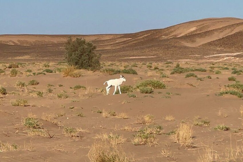 A white animal in a desert landscape with sparse vegetation and distant hills. 3