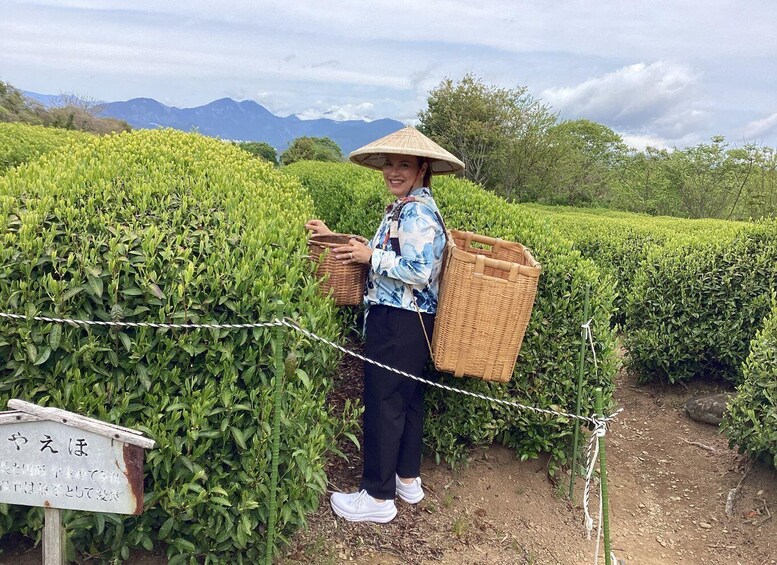 A person in a field with a basket and a conical hat, surrounded by neatly trimmed green plants and a sign with Japanese text. 3
