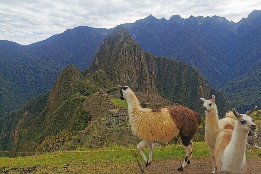 Llamas en un paisaje montañoso con un pico destacado al fondo. 4