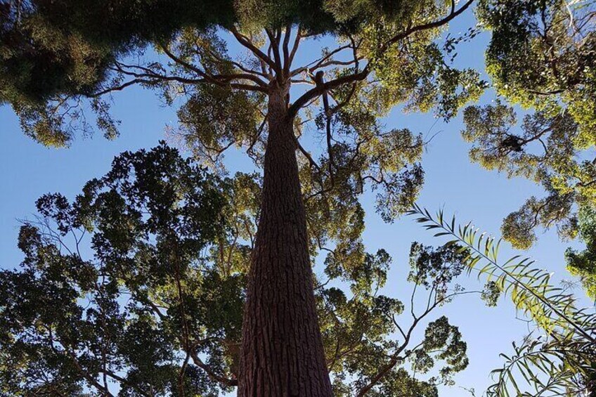 A tall tree with a thick trunk and dense foliage against a clear blue sky. 2