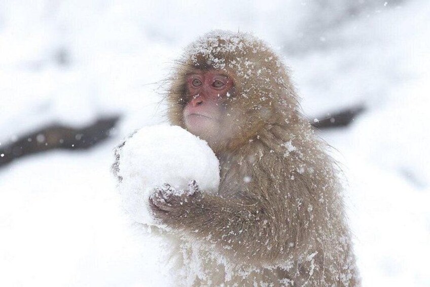 Ein mit Schnee bedeckter Affe, der einen Schneeball hält. 1