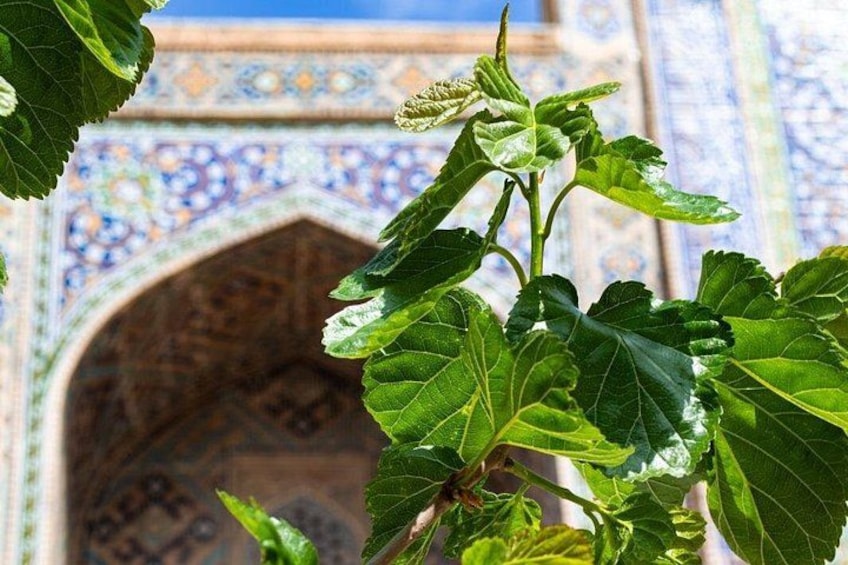 A plant with large green leaves in front of a blue and white patterned archway. 5