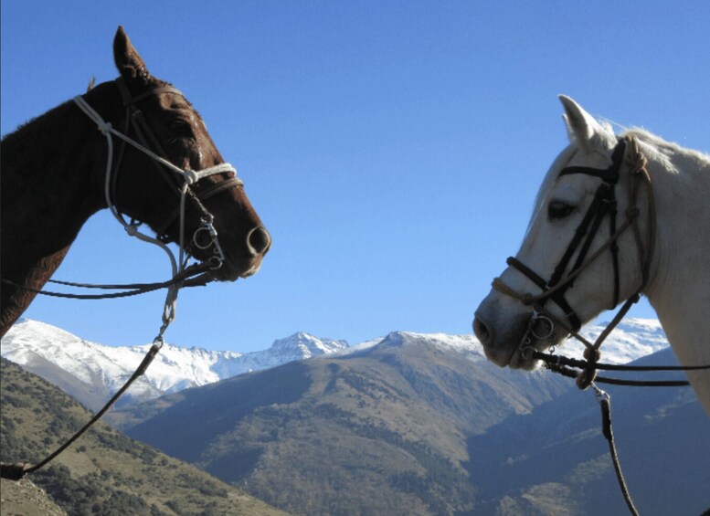 Two horses with bridles, tied to a post, against a backdrop of snow-capped mountains and a clear blue sky. 2