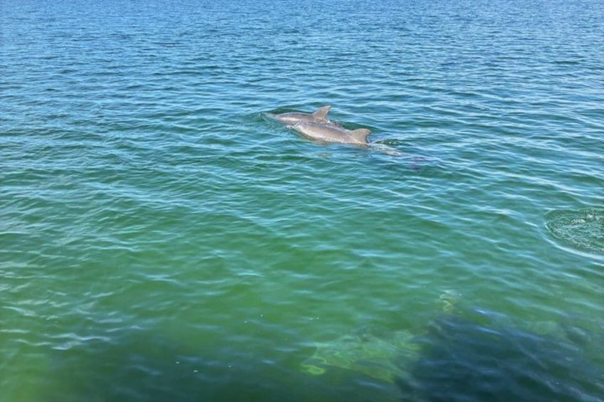 Ein Delfin schwimmt in klarem, blauem Wasser. 3