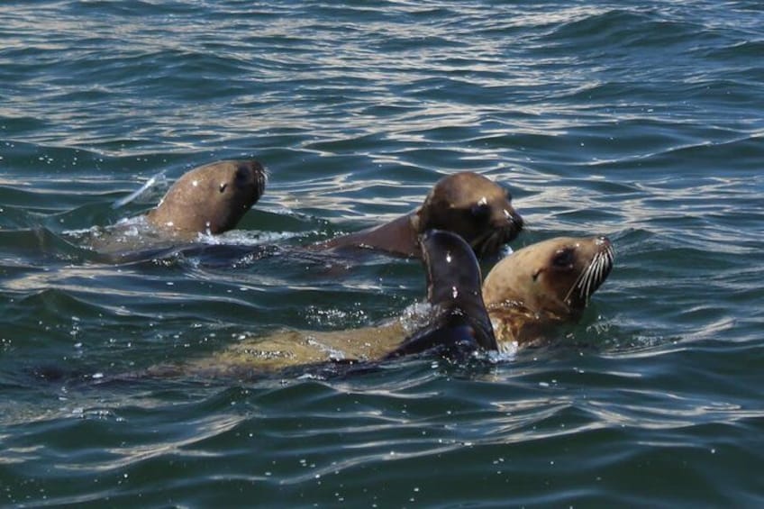 Ballestas Island Tour Sightseeing Boat 2