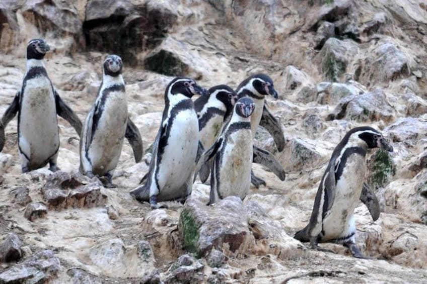 Ballestas Island Tour Sightseeing Boat 5