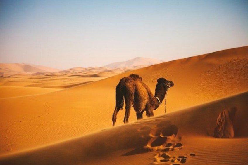 A camel in a desert with sand dunes and a clear sky. 3