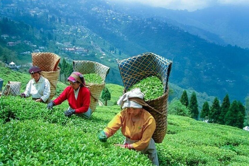 People harvesting tea leaves on a hillside with baskets. 3