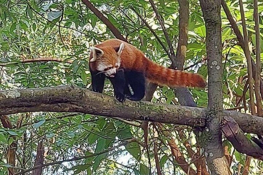 A red panda climbing a tree branch in a forested area. 5