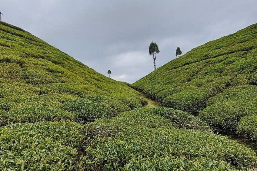 A hilly tea plantation with rows of tea plants. 2