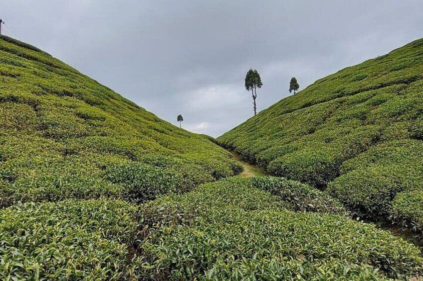A hilly tea plantation with rows of tea plants. 2