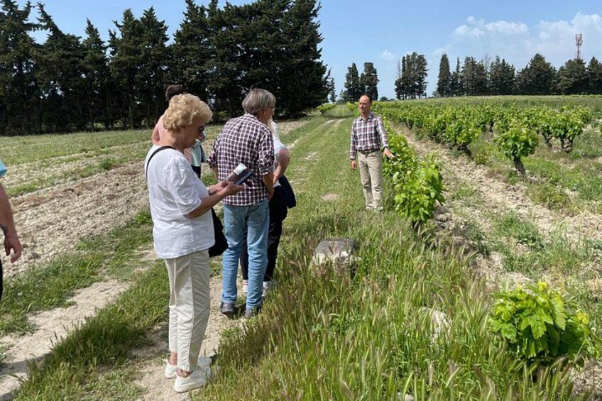 Full Day Wine Tasting Tour in Chateauneuf du Pape 3
