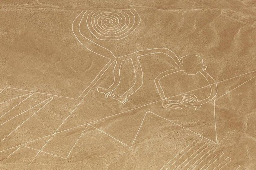 Monkey - Nazca Line 3