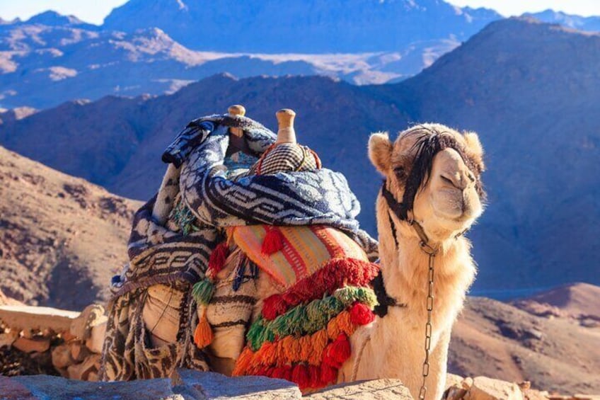A camel with a colorful blanket and saddle, set against a mountainous backdrop. 1