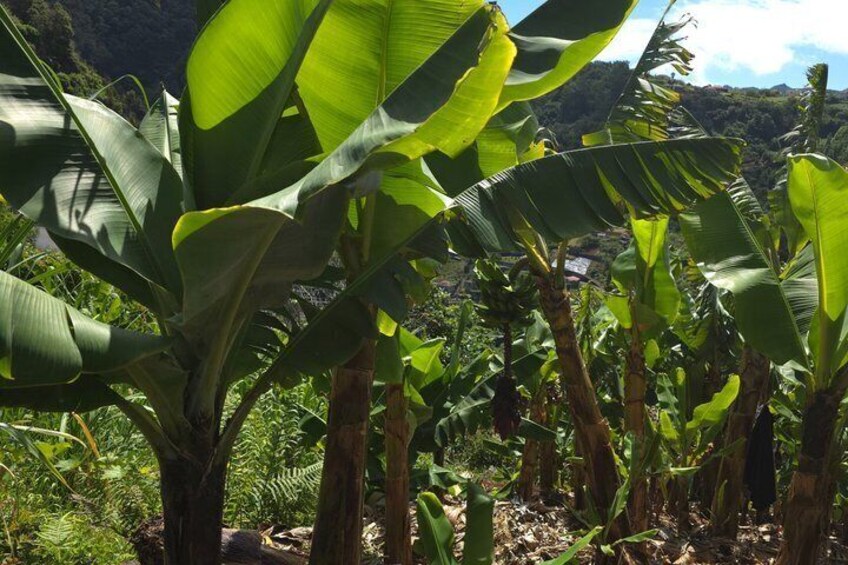 Banana plants in a lush, tropical setting with a mountainous backdrop. 3