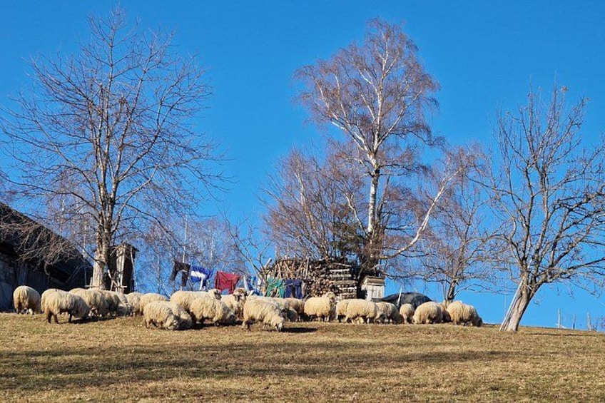 A flock of sheep grazing in a field with trees and a building in the background. 3