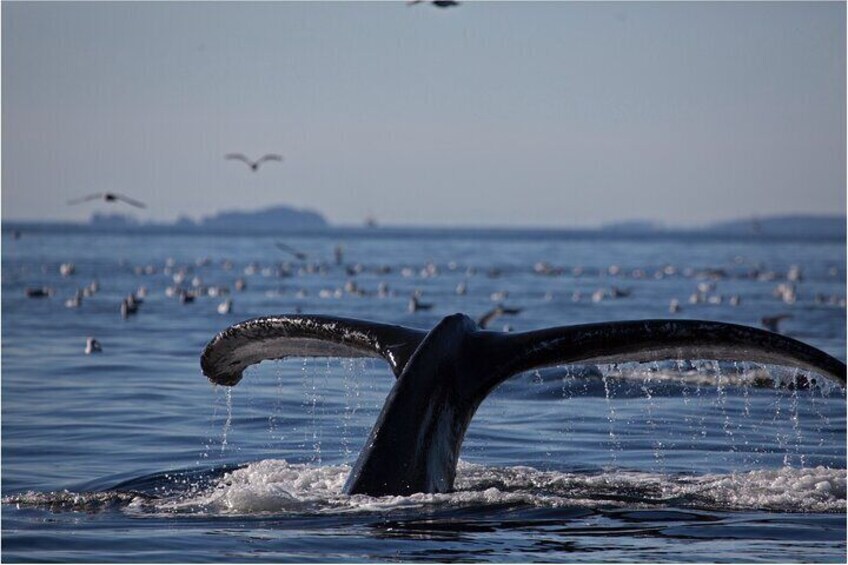 Une baleine sortant de l’eau en soulevant sa queue, provoquant des éclaboussures, des oiseaux volant en arrière-plan et une côte lointaine. 2