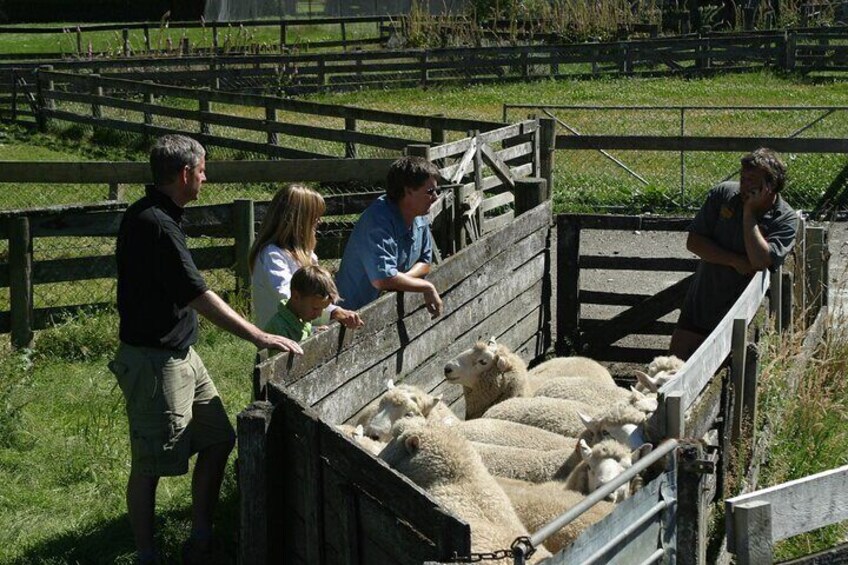 A group of people interacting with sheep in a fenced area. 3