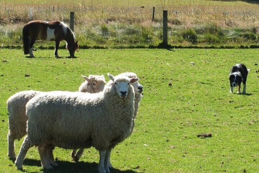 A grassy field with a horse, sheep, and a dog. 1