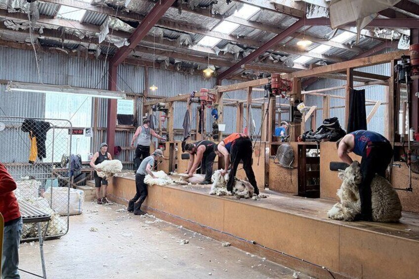 A shearing activity in a barn with workers handling sheep. 2